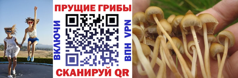 Купить закладки  Похвистнево  Галлюциногенные грибы Psilocybe 